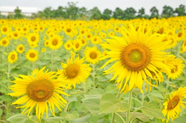 Sunflower field — Stock Photo, Image