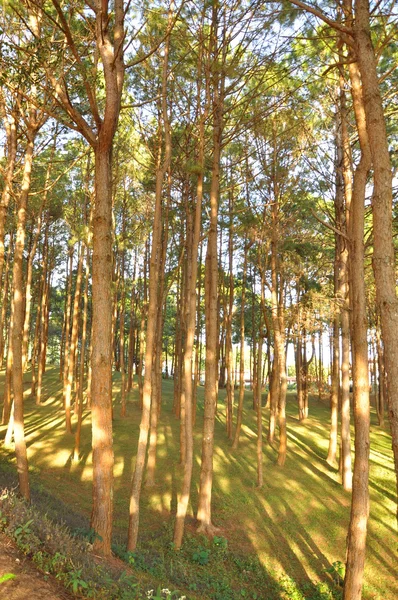 Árboles en el bosque — Foto de Stock