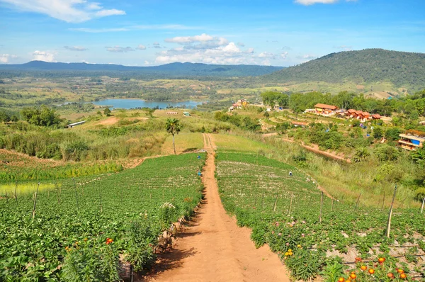 Campo de fresa —  Fotos de Stock