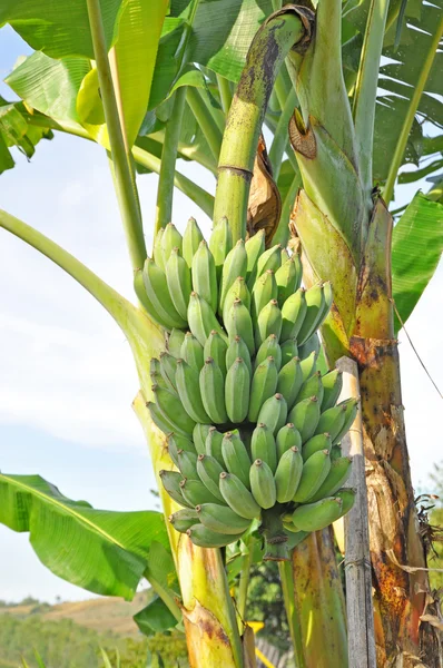 Een stel bananen. — Stockfoto