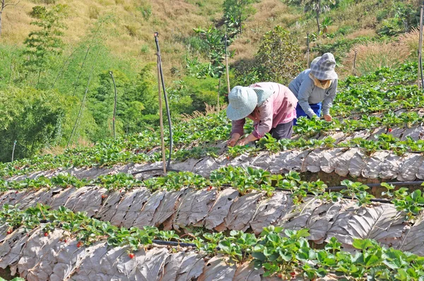 农民收获草莓 — 图库照片