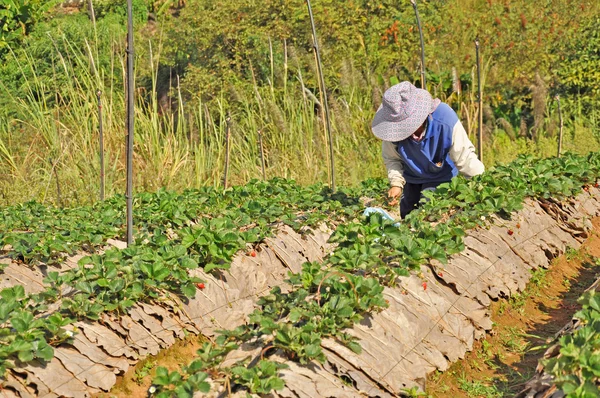 农民收获草莓 — 图库照片