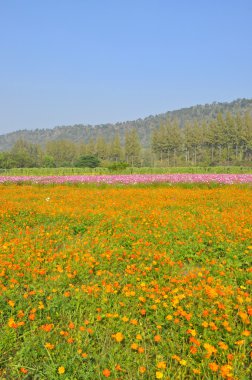 Cosmos çiçek alanı