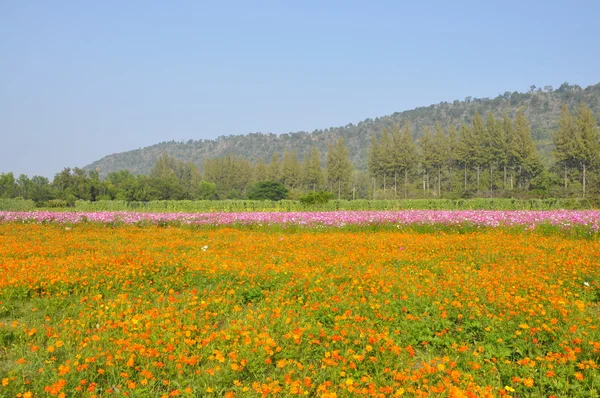 Cosmos campo de flores —  Fotos de Stock