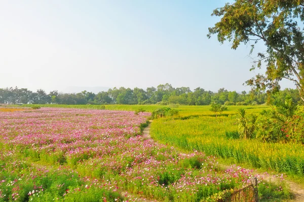 Cosmos flower and crotalaria field — Stock Photo, Image