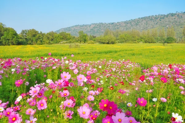 Cosmos flower and crotalaria field — Stock Photo, Image