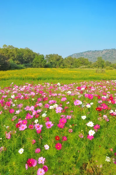 Cosmos flower and crotalaria field — Stock Photo, Image