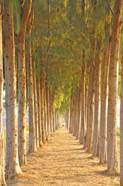 Alberi di pino — Foto Stock