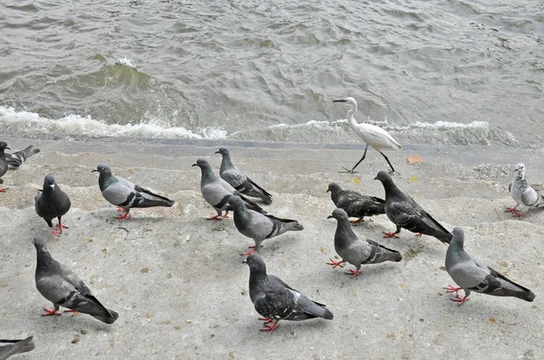 비둘기와 백로 — 스톡 사진