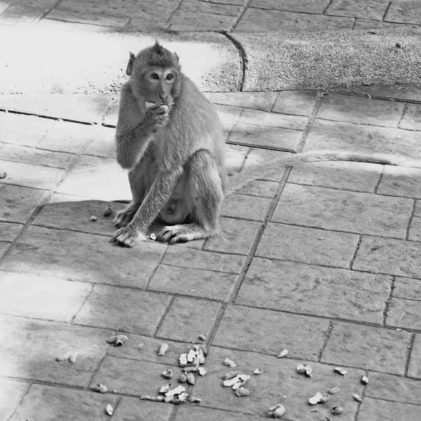 Monyet — Stok Foto