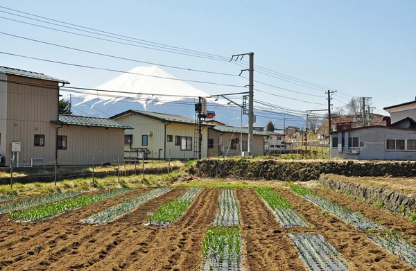 Agricultura — Foto de Stock