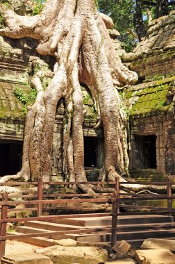 ta prohm Tapınağı