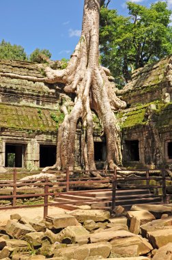 ta prohm Tapınağı