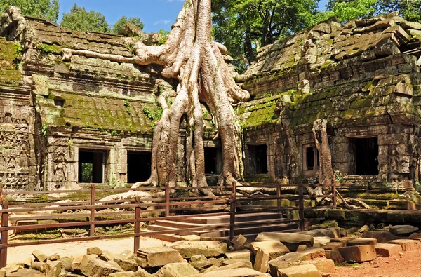 TA prohm ναός — Φωτογραφία Αρχείου