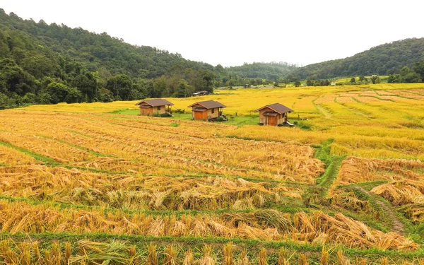Goldenes Reisfeld Dorf Mae Klang Luang Chiang Mai Thailand — Stockfoto