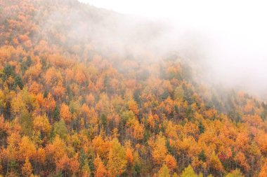 Shangri-La 'nın kırsalında sonbahar ormanı, Yunnan, Çin.
