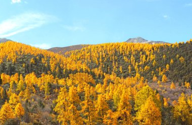 Daocheng county, Sichuan Eyaleti, Çin sonbahar yatay görünümünde.