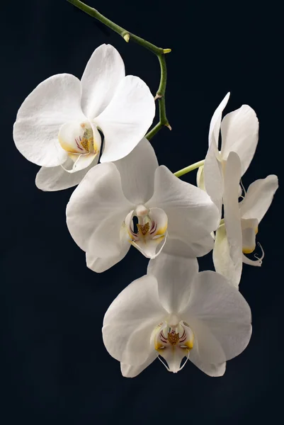 Ramo di orchidea bianca su fondo nero Immagine Stock