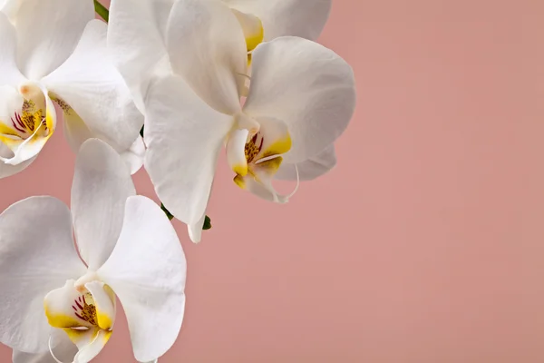 White orchid flowers on a pink background Stock Picture