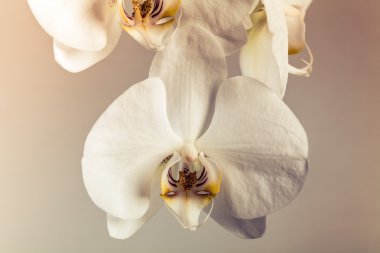 Phalaenopsis portre