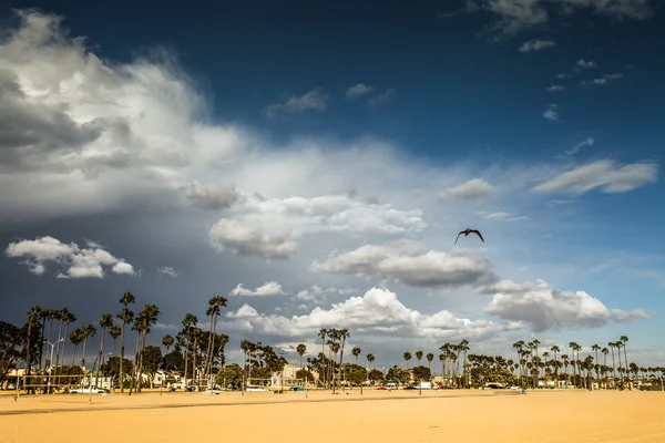 Güneşli bir gün plajda palmiye ağaçları ile, — Stok fotoğraf