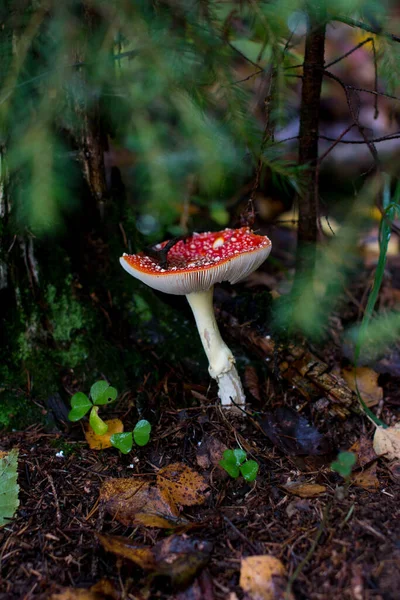 Red fly agarics in the autumn forest. Beautiful poisonous fly agarics