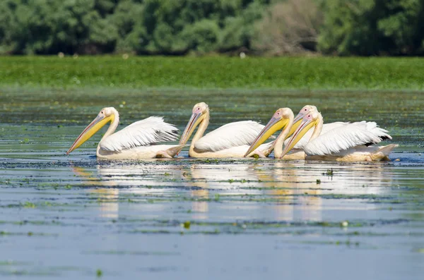 White Pelicans — Stock Photo, Image