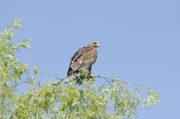 Lesser Spoted Eagle — Stock Fotó
