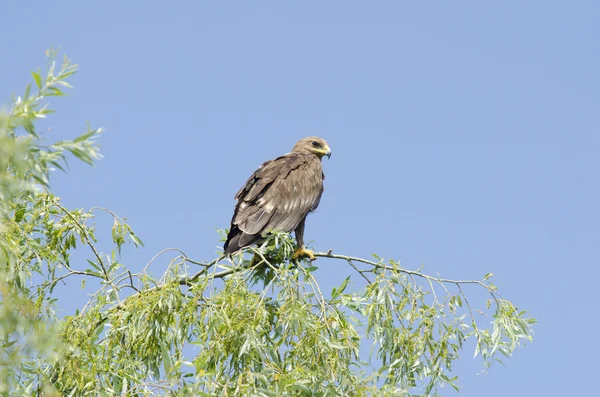 Mindere spoted eagle — Stockfoto