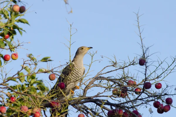 Common Cuckoo Stock Picture