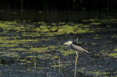 siyah taç gece balıkçılı