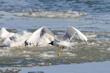 büyük siyah başlı martı