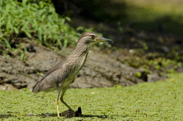 Zwart-gekroond nacht-heron — Stockfoto