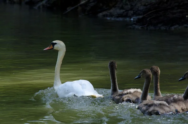 Swan med kycklingar — Stockfoto