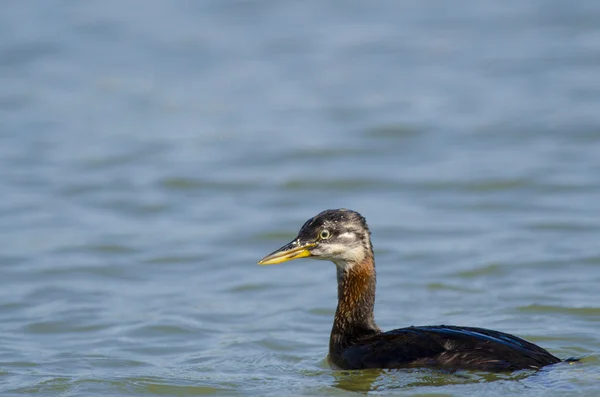 Grebe de cuello rojo —  Fotos de Stock