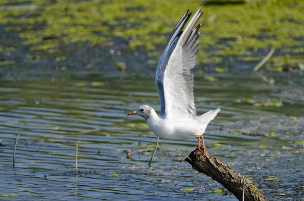 Kokmeeuw — Stockfoto