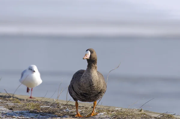 Kleine gans met witte voorkant — Stockfoto