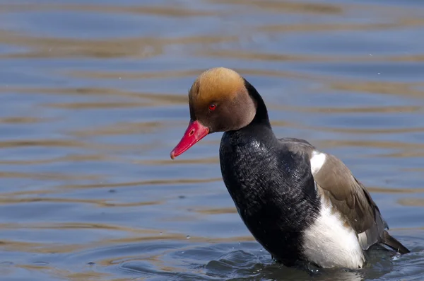 Male Red Crested Pochard — Stock Photo, Image