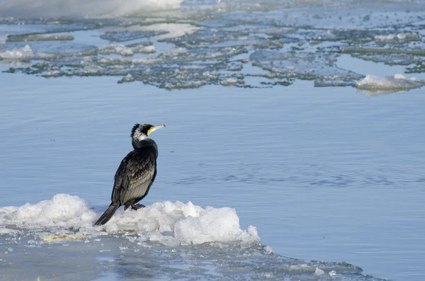 Kormoran czarny — Zdjęcie stockowe