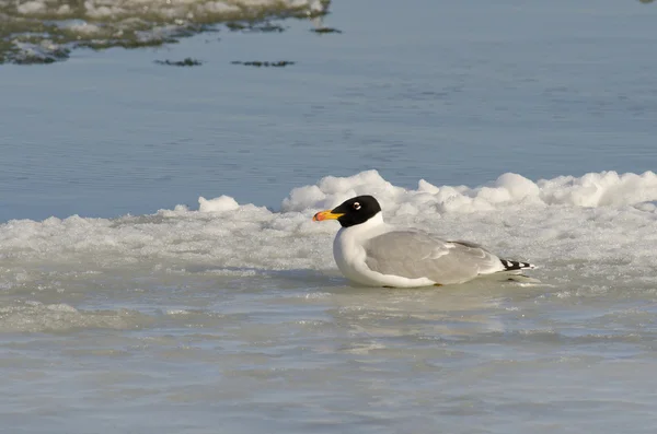 büyük siyah başlı martı