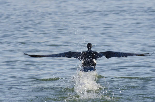 Kormoran czarny — Zdjęcie stockowe