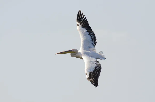 White Pelican Stock Photo