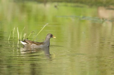 ortak moorhen
