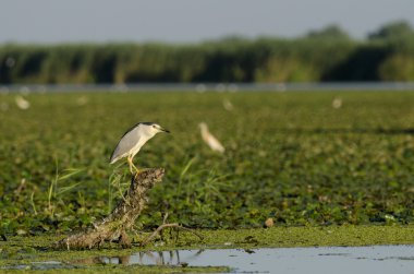 siyah taç gece balıkçılı