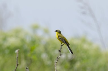 Sarı kuyruksallayan