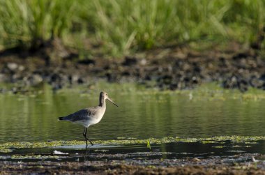 Bar çulluğu kuyruklu