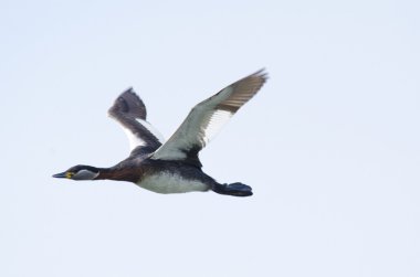 Kızıl boyunlu batağan