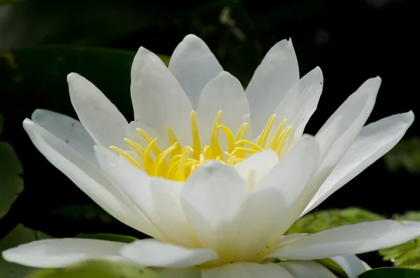 Wild water lily — Stock Photo, Image