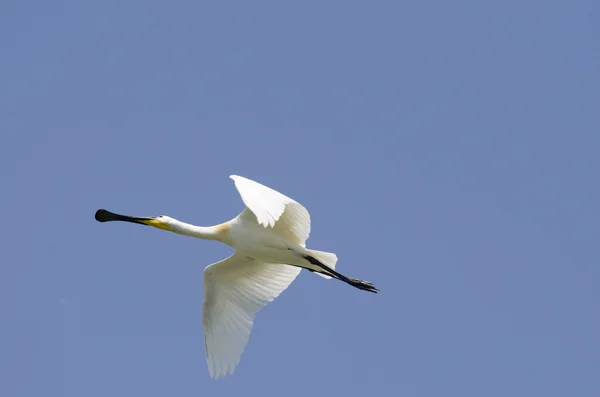 Spoonbill — Stock fotografie