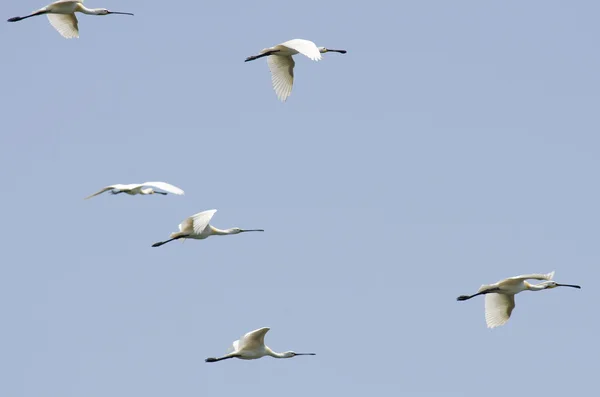 Spoonbill — Stock Photo, Image